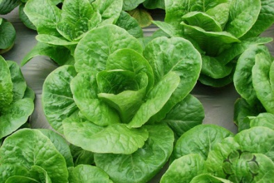 Ăn rau có thuốc sẽ bị ung thư